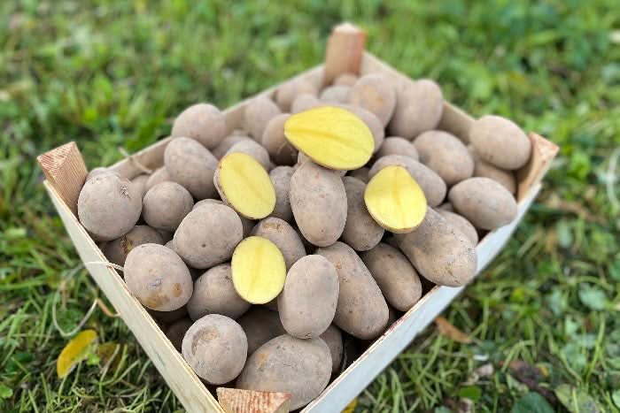 Kartoffel Simonetta festkochend Bio regional Billesberger (geschmacklich sehr gut)