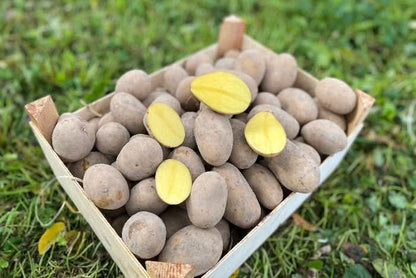 Kartoffel Simonetta festkochend Bio regional Billesberger (geschmacklich sehr gut)