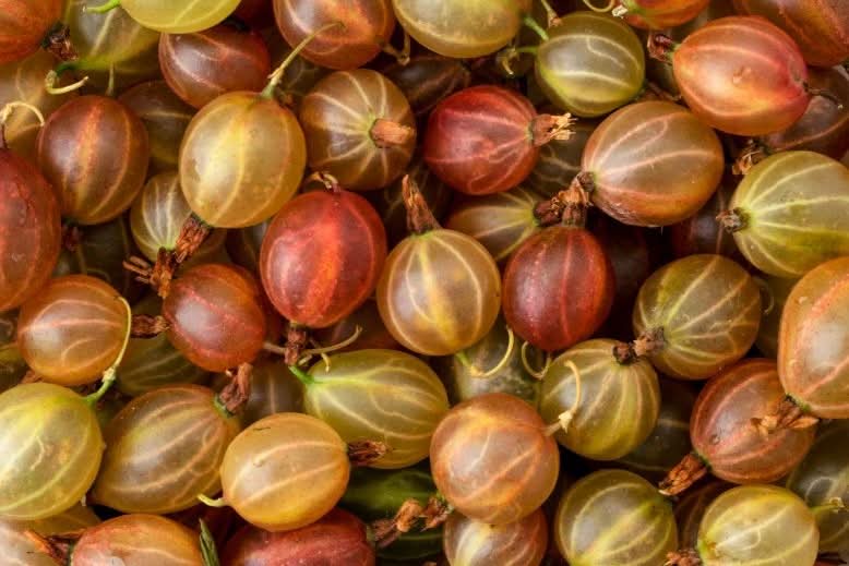 Stachelbeeren rot Bio regional Schale