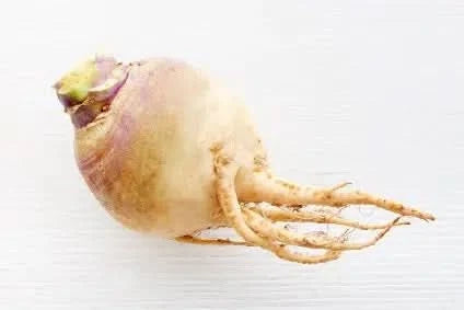 Steckrüben samenfest Bio Familie Schoof Demeter 1 Kg