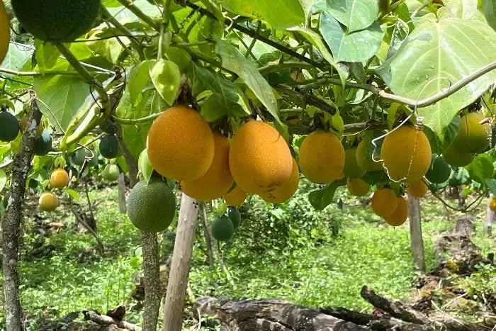 Drachenfrucht gelb & Granadilla Duo Box