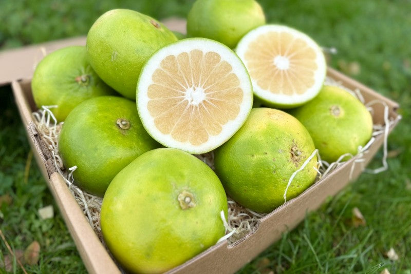 Grapefruit "Sweetie" Bio Demeter Sizilien Aktionspreis %