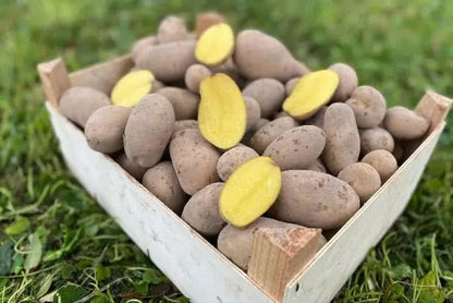 Kartoffeln Melia mehlig regional vom Billesberger Hof Bio