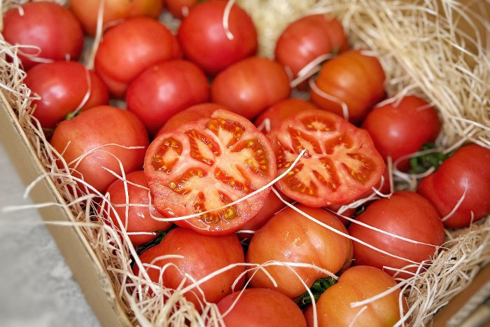 Tomaten „Rebelion“ Bio