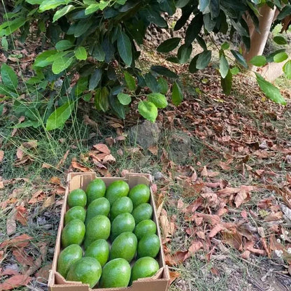 Avocado Torrox wild von Juan