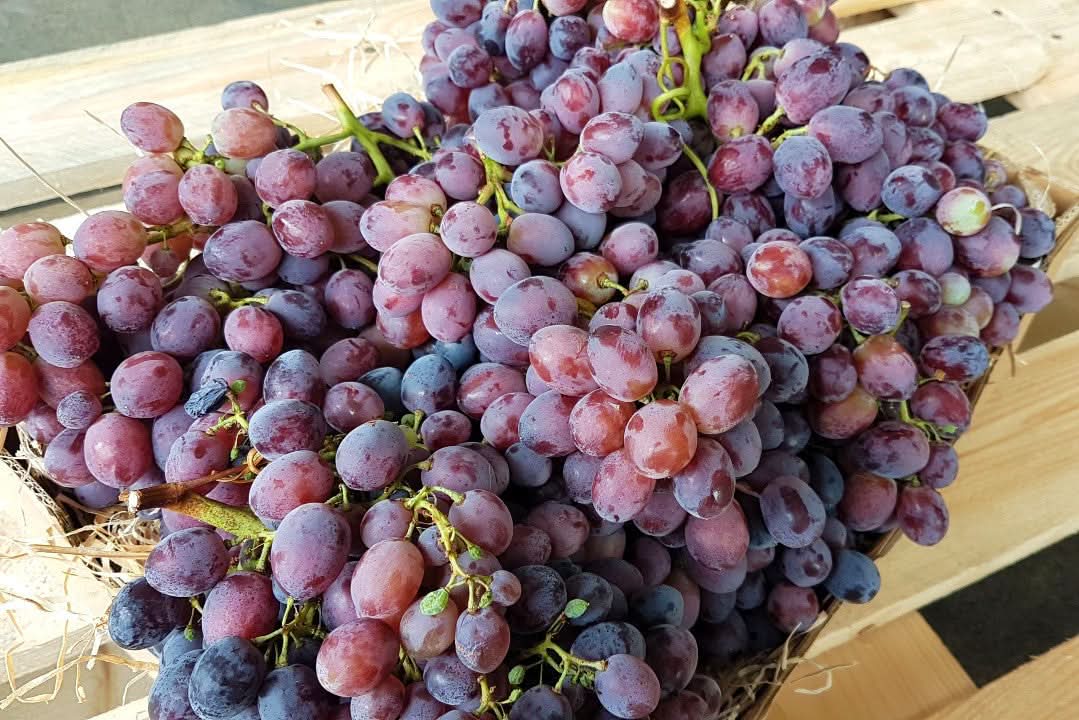Bio Traube kernlos "Summer Royal" Box 5kg