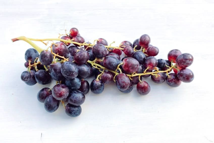 Traube blau kernlos "Summer Royal" Bio