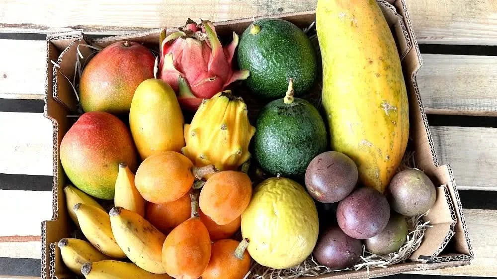 Obstbox "Tropische Träume" Bio