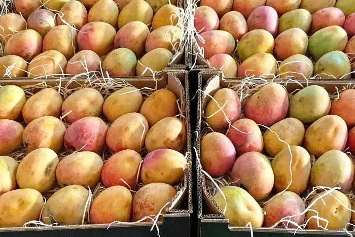 Mango Tropigold von Antonio