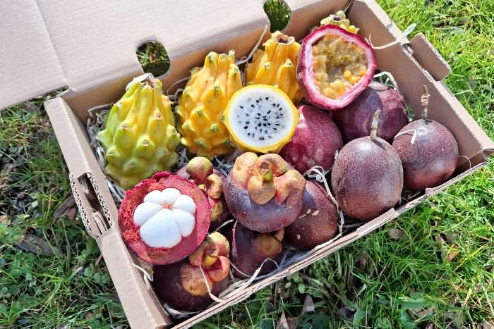 Exotische Früchtebox "Tropisches-Trio"