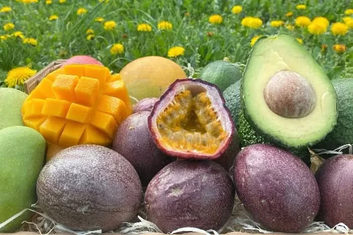 Mango, Avo & Passion Box