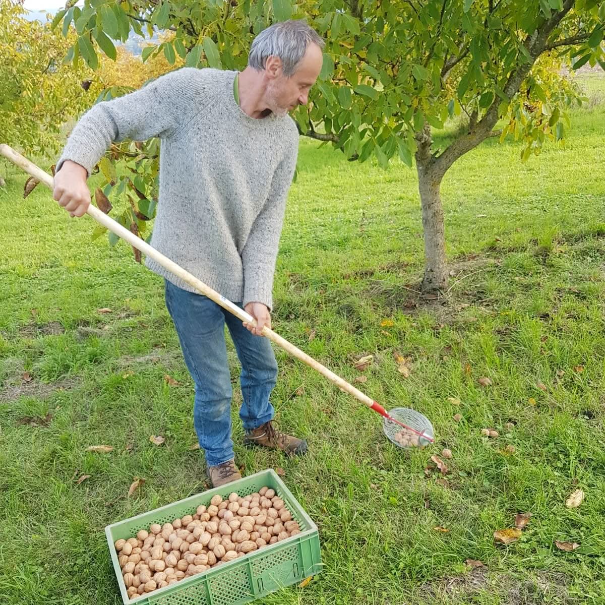 Walnüsse regional Bio vom Lillinghofer Hof