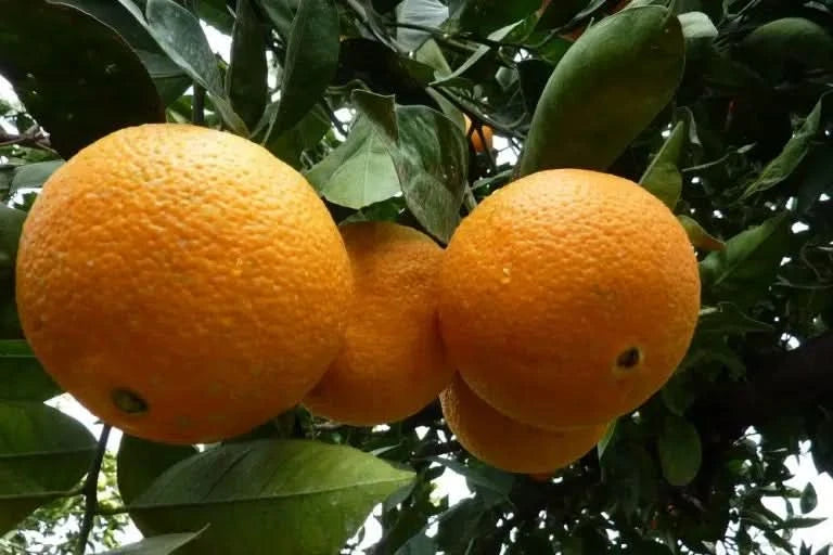 Orangen Bio Navelina von Andres