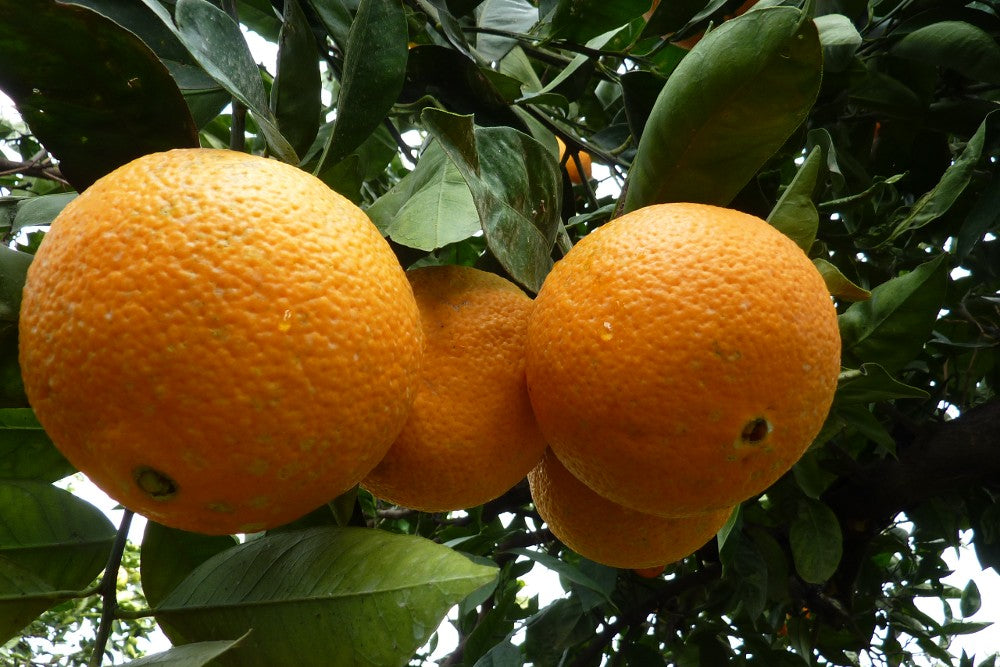 Orangen Navel Bio Fratelli Bilardi Kalabrien Sonderaktion % 8kg