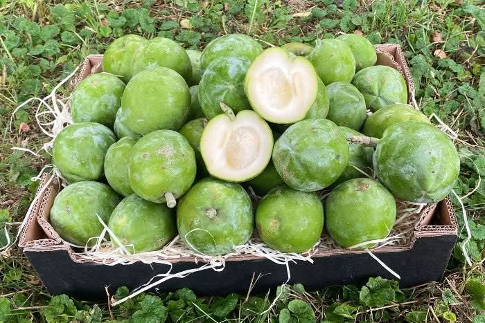 Sapote weissfleischig wild von Julian