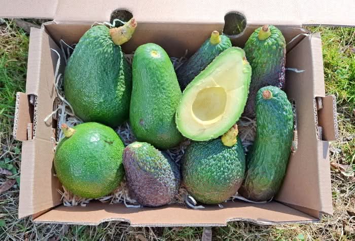 Avocado Mix „Wilde Schönheiten“ von Julian