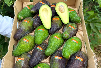 Avocado Wild Bio Demeter von Julia