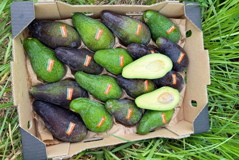 Avocado Wild Bio Demeter von Julia
