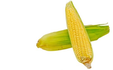 Zuckermais frisch Bio bioland 2 Stück