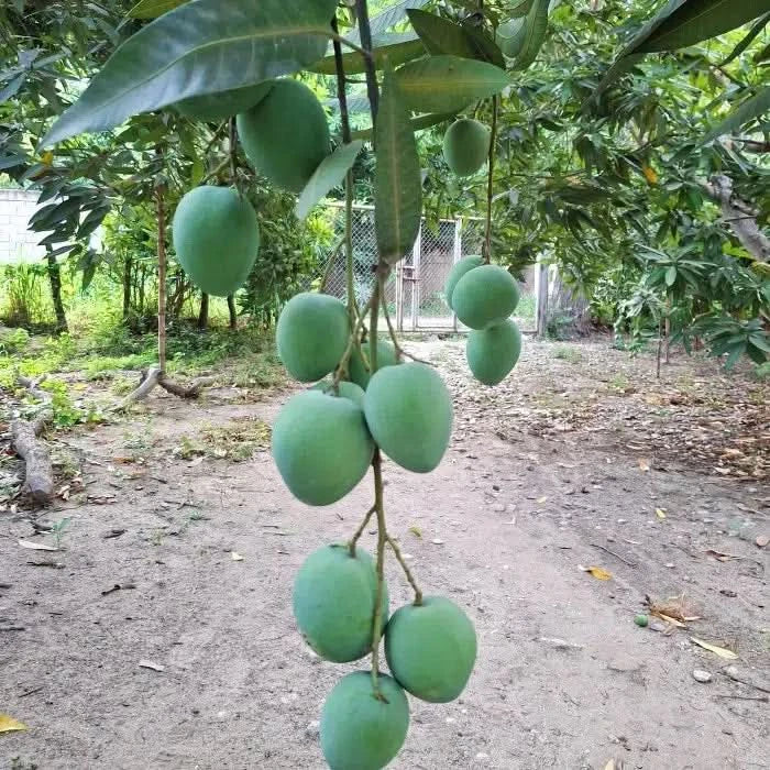 Zuckermangos kaufen Kolumbien – Unreife Bio-Zuckermangos am Baum in traditioneller kolumbianischer Finca