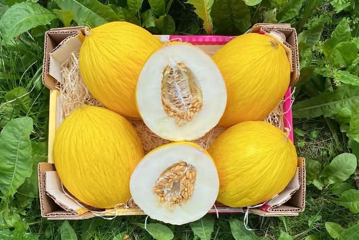 Zuckermelone Bio Canari