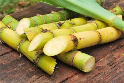 Zuckerrohr von Kipepeo Bio Fair