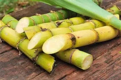 Zuckerrohr von Salvador