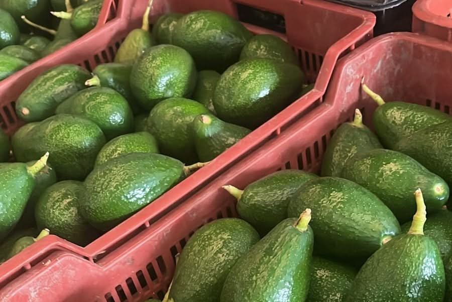 Avocado von Nicolas Retterbox Sonderpreis