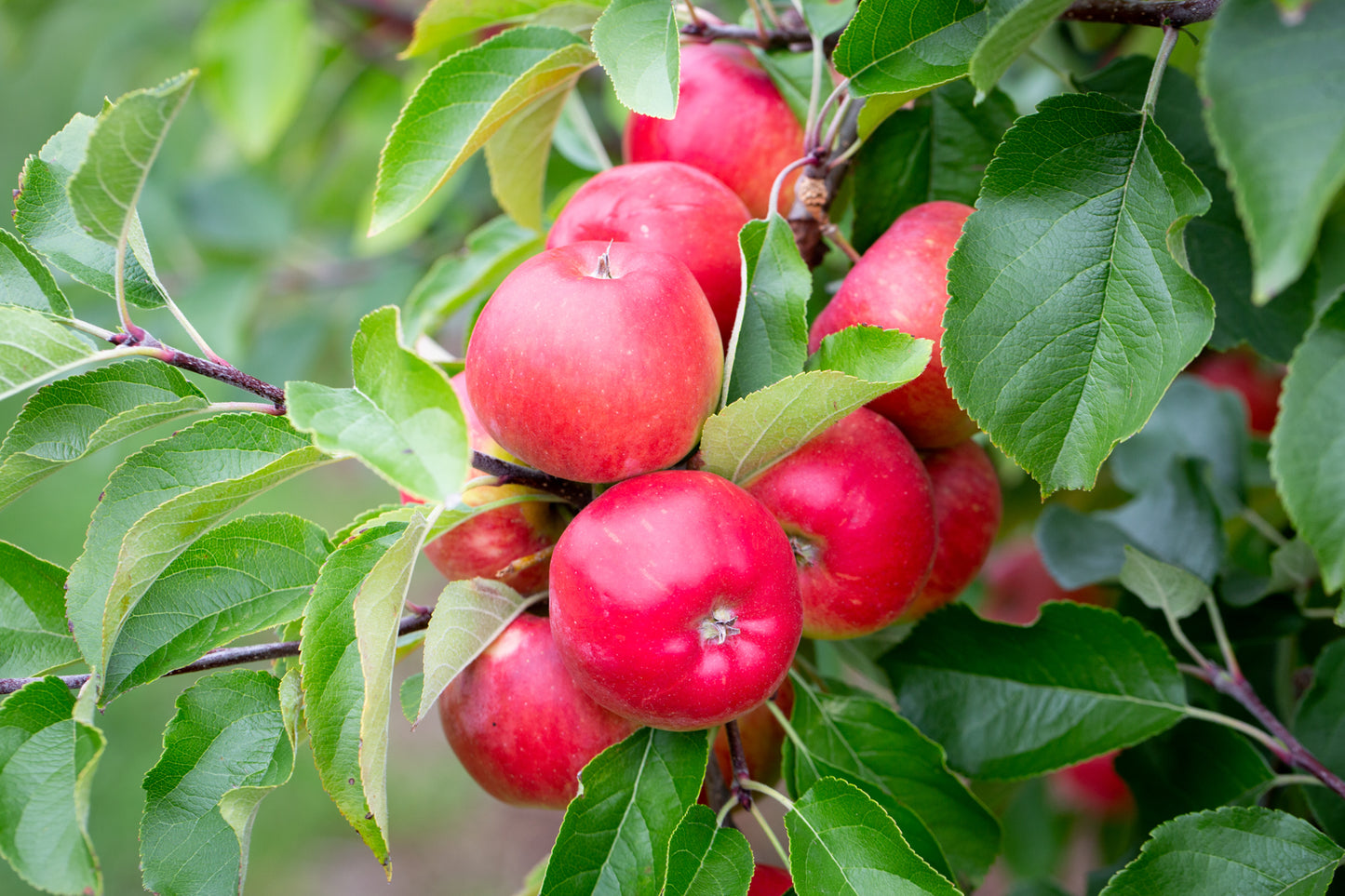 Apfel "Red Topaz" alte Sorte Bio regional
