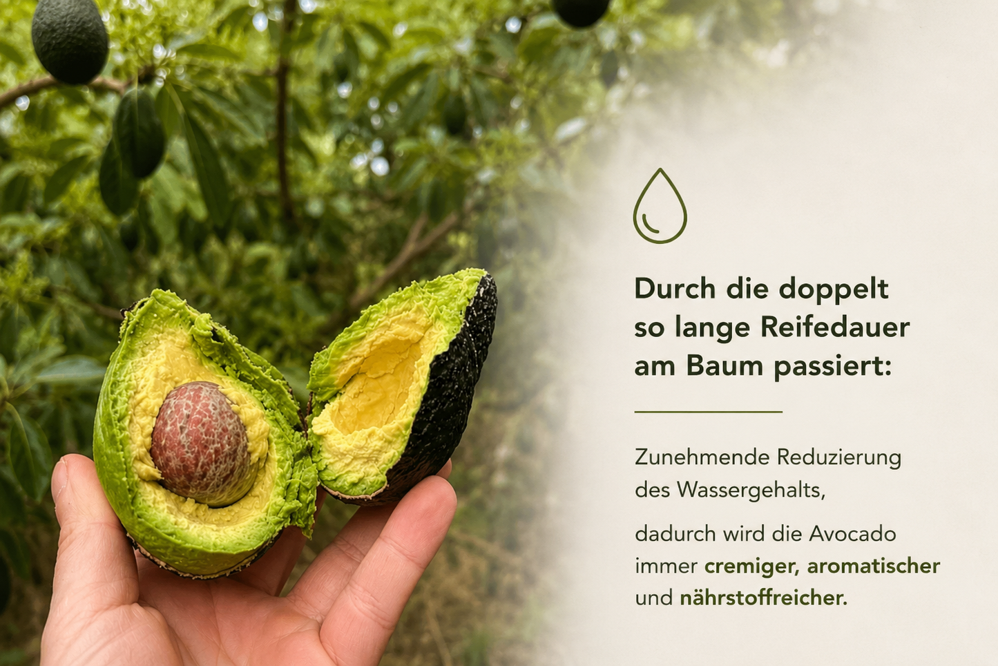 Avocado Hass & Lamb Hass 15 Monate baumgereift von Julian