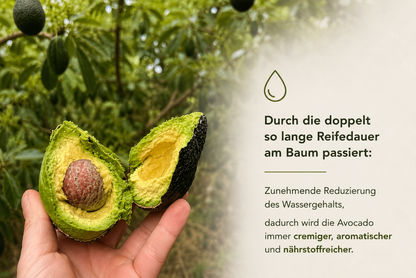 Avocado Hass & Lamb Hass 15 Monate baumgereift von Julian