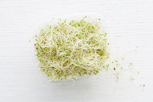 Bio Alfalfa Sprossen regional 100g