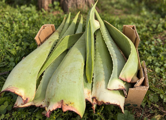 Aloe Vera frisch Bio