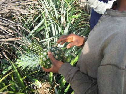 Bio Ananas „Smooth Cayenne“ Flugware Kipepeo Fair Trade