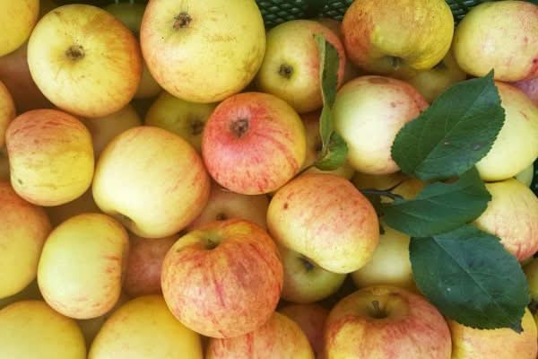 Apfel "Schöner von Whiteshire" alte Sorte Bio regional