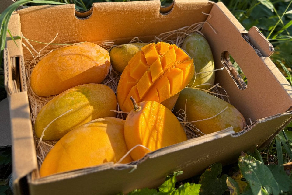 Mango Honig „Ataulfo“ Bio von Joe Roman