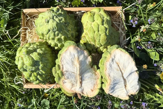 Atemoya