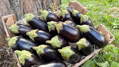 Auberginen Bio aus Sizilien