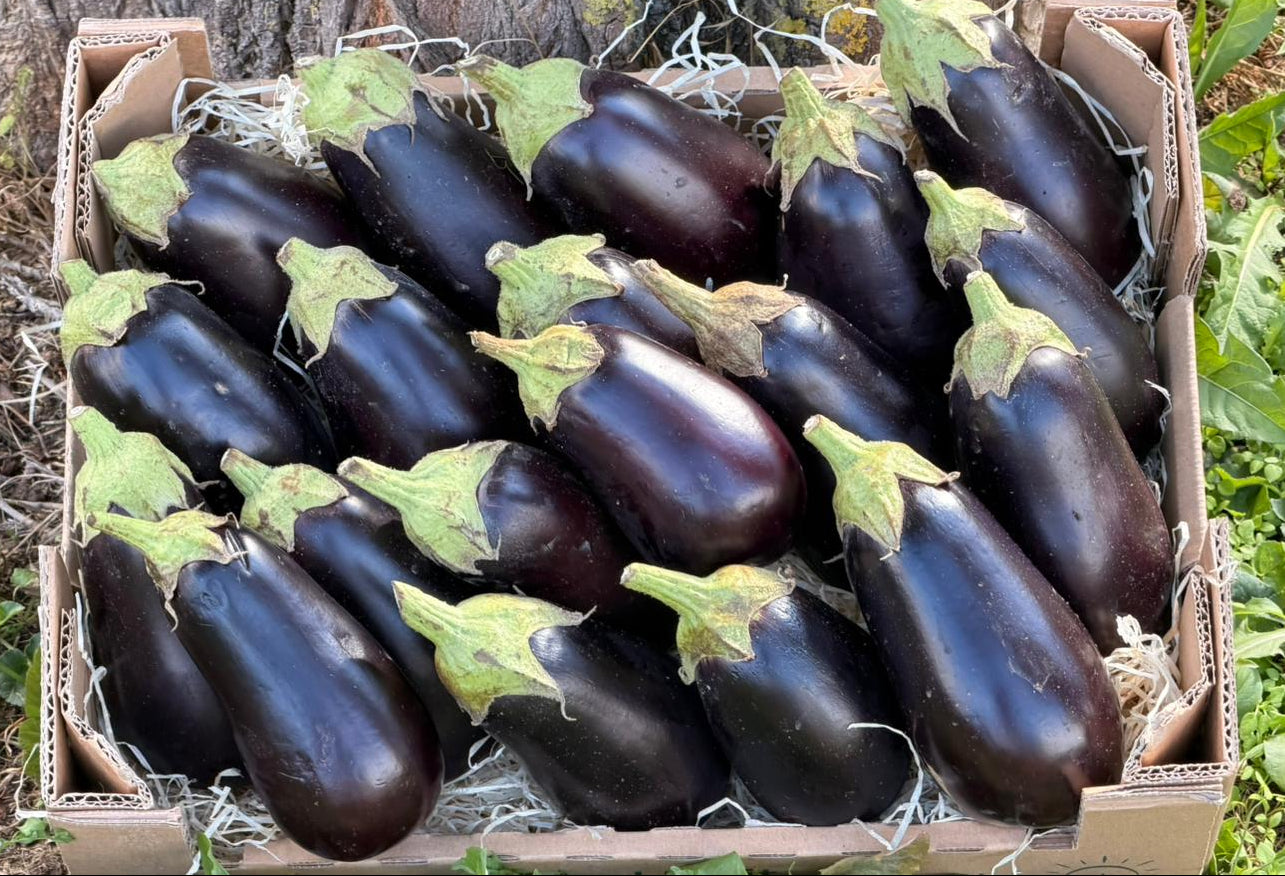 Auberginen Bio aus Sizilien