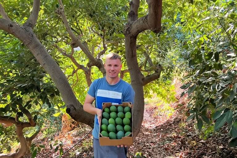 Avocadorarität Zutano Bio von Julian 4kg Box Sparpreis %