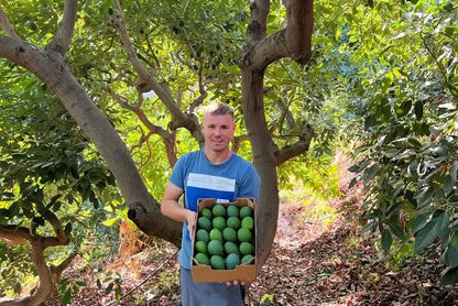 Avocadorarität Zutano Bio von Julian 4kg Box Sparpreis %