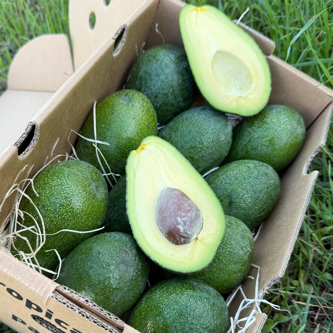 Avocado Fuerte Bio von Julian Aktionswoche %