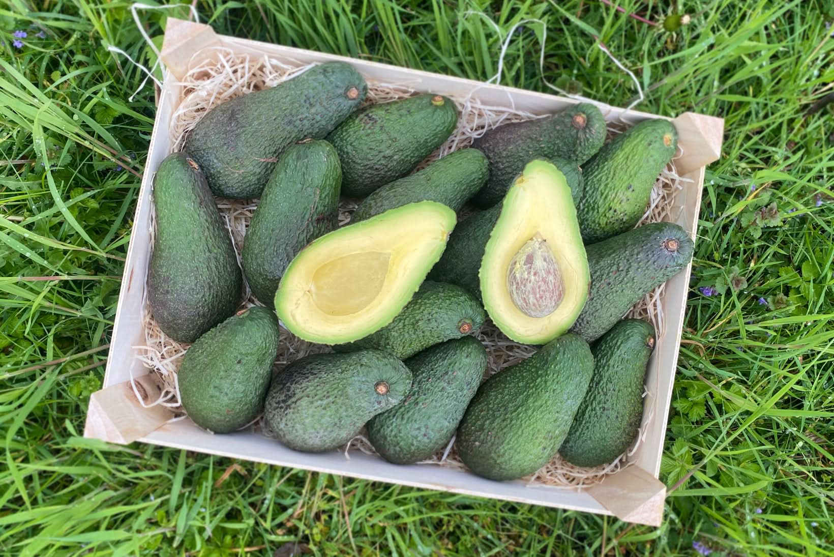 Avocado-Rarität Levens Bio von Julian bestellen - Trübenecker.de
