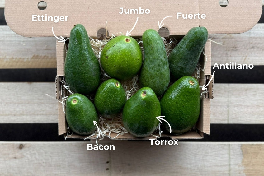 Avocado Mix "Wild Wonders" (6 Sorten!)