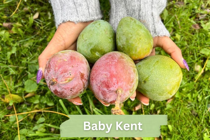 Baby-Mango Mix "Wild Wonders" Sonderaktion % 3kg