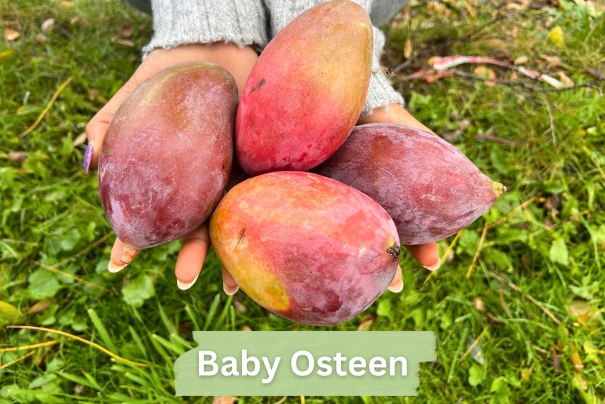 Baby-Mango Mix "Wild Wonders" Sonderaktion % 3kg