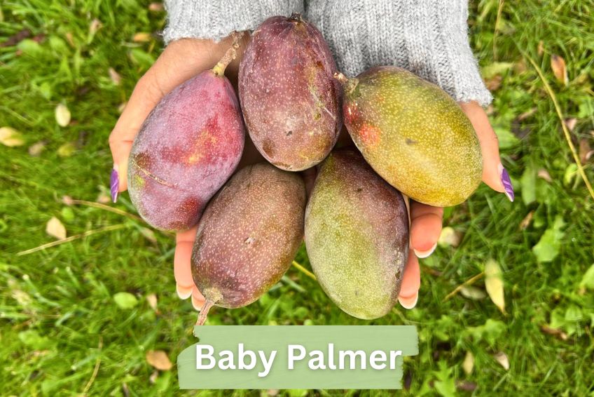 Baby-Mango Mix "Wild Wonders" Sonderaktion % 3kg