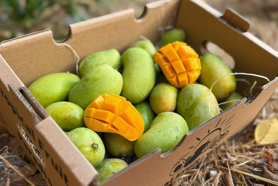 Baby Honig-Mango Ataulfo Bio von Julian