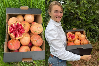 Granatapfel rosa "Mollar" Bio Demeter von Julia Sparpreis-Box %