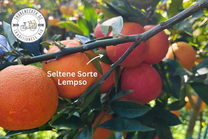 Blutorangen Lempso Bio Familie Caracciolo Sizilien